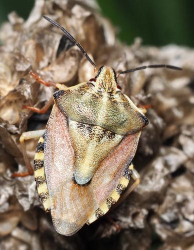 Carpocoris purpureipennis